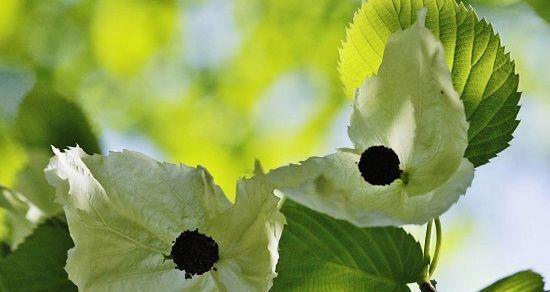 绿色银杏的花语是什么？它在植物界中象征着什么？