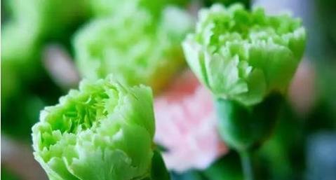 绿色银杏的花语是什么？它在植物界中象征着什么？