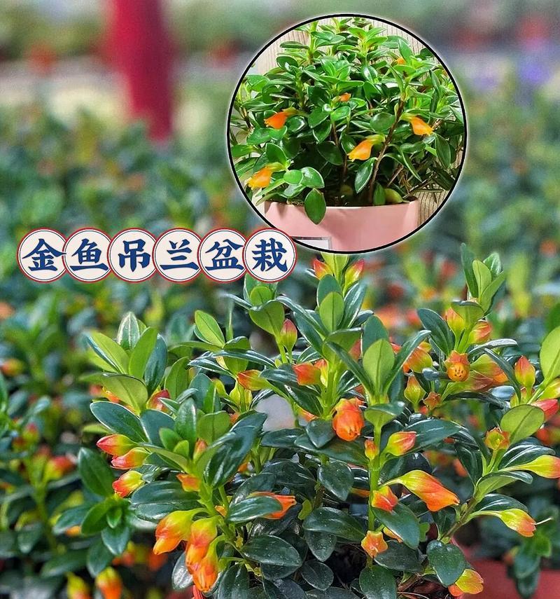 吊兰有花语吗？它在室内植物中代表什么含义？