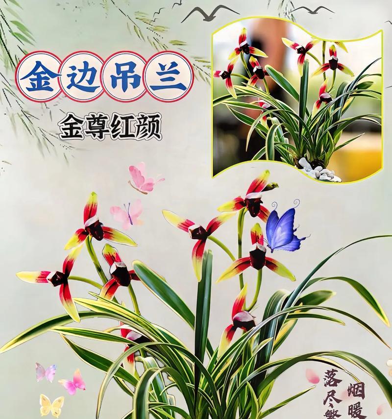 吊兰有花语吗？它在室内植物中代表什么含义？