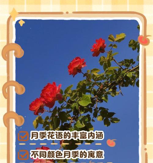 芙蓉月季的花语是什么？它如何表达情感？
