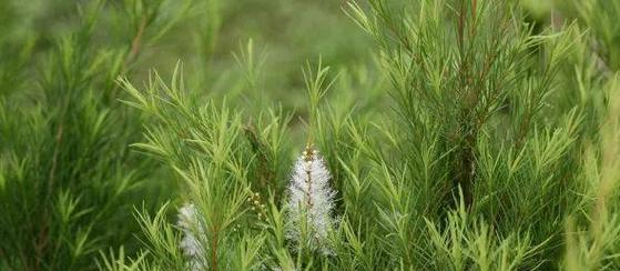 发财竹的花语有哪些？它在植物界中象征着什么？