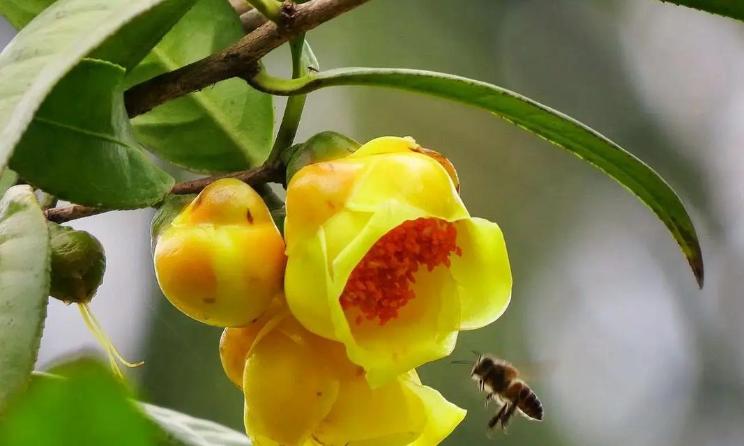 发财竹的花语有哪些？它在植物界中象征着什么？