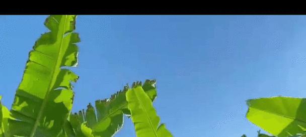 绿巨人的花语是什么？它在植物界中代表什么含义？