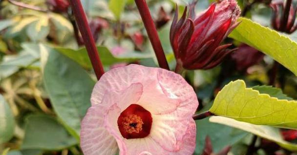 绿巨人的花语是什么？它在植物界中代表什么含义？