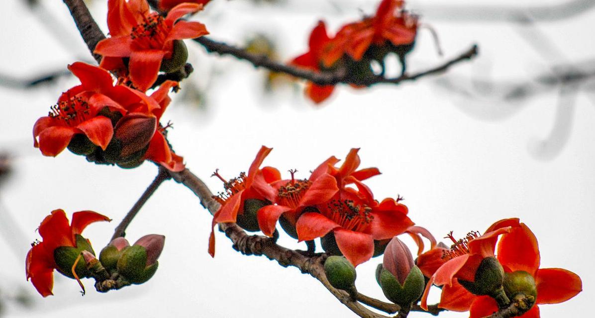 朩棉花的花语代表什么含义？