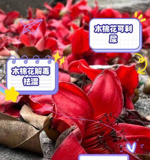 朩棉花的花语代表什么含义？