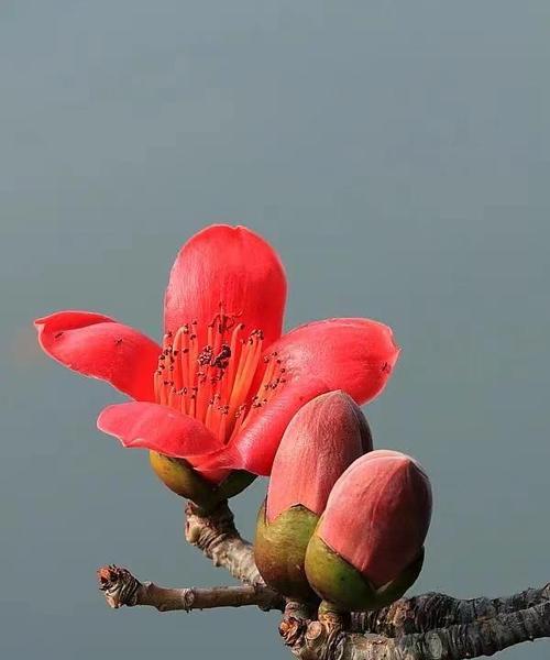 朩棉花的花语代表什么含义？