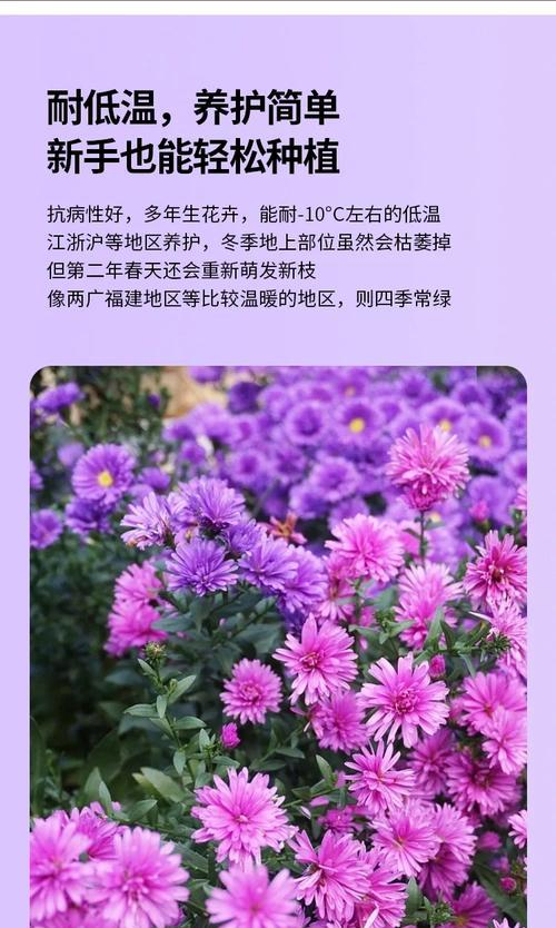 翠菊花语寓意是什么？