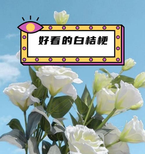 桔梗花语有什么特别含义？