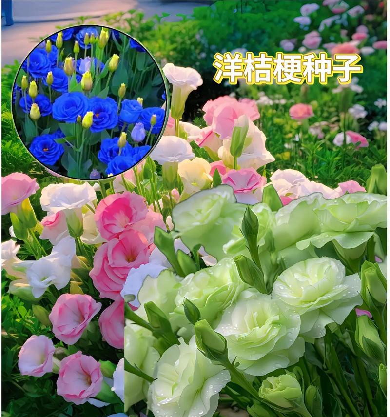 桔梗花语有什么特别含义？