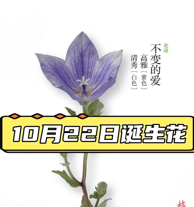 咖啡桔梗花语代表什么？