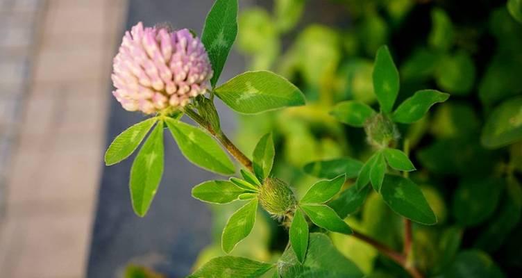 红车轴草花语有何含义？