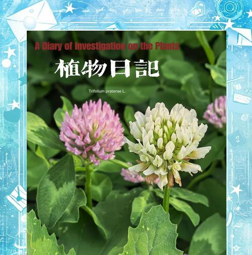 红车轴草花语有何含义？