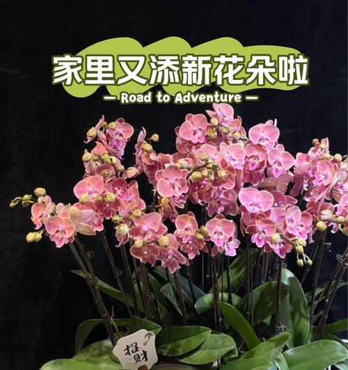 宫廷兰花花语有何寓意？
