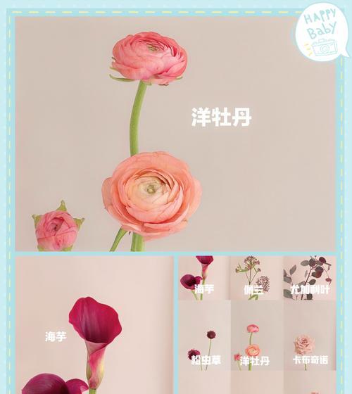 进口海芋花语有何特别之处？