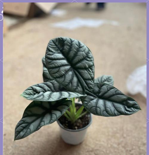 进口海芋花语有何特别之处？