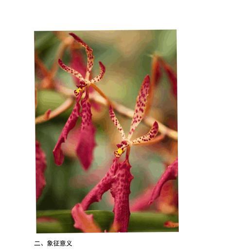 火焰菊的花语有何含义？