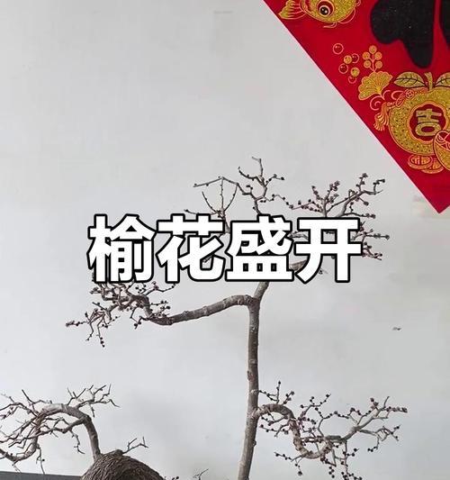 榆树花的花语有何特别含义？