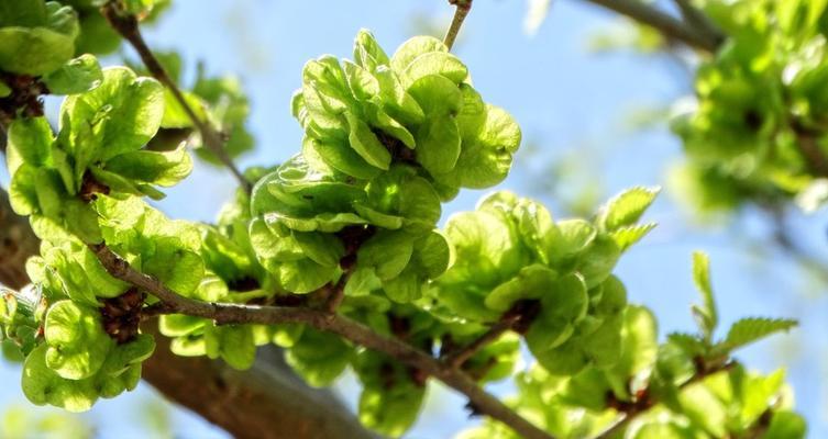 榆树花的花语有何特别含义？