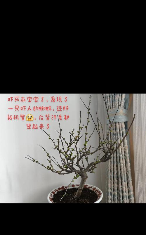 各色梅花花语有何含义？