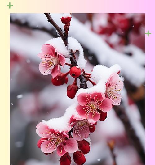 各色梅花花语有何含义？