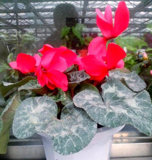 盆景花的花语有何特别之处？