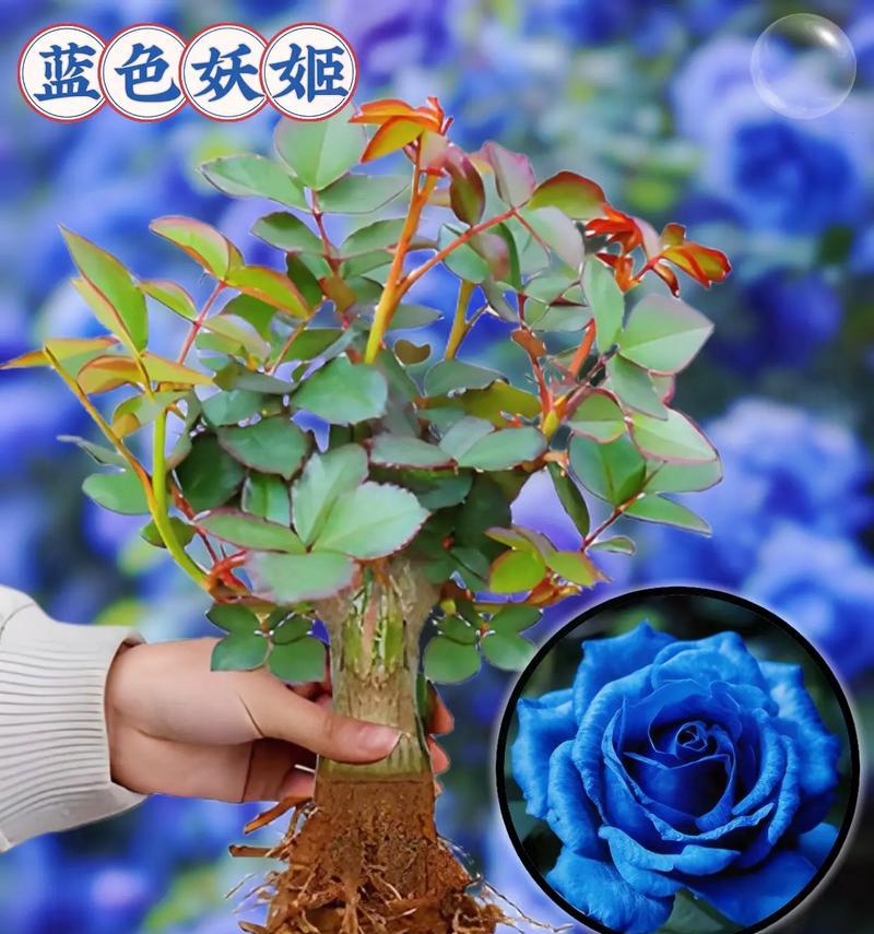 盆景花的花语有何特别之处？