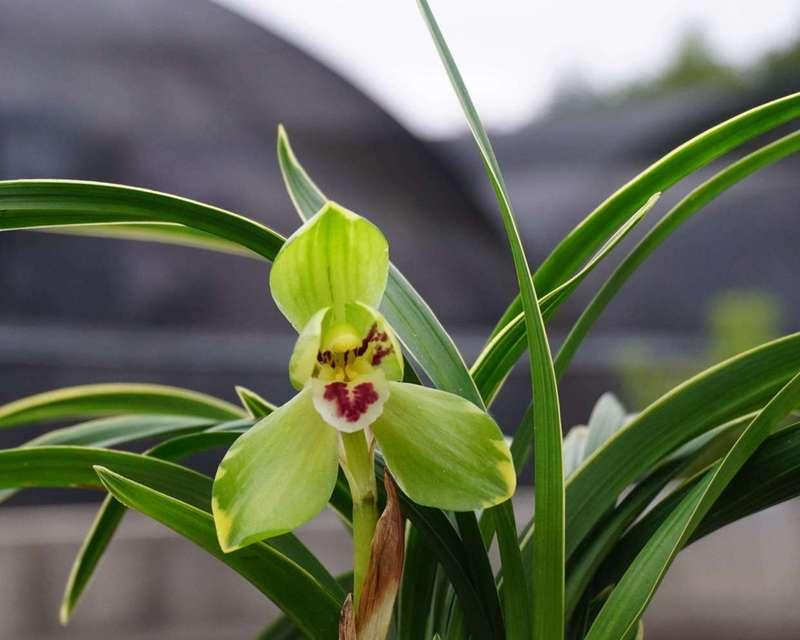 春兰花的花语有何寓意？