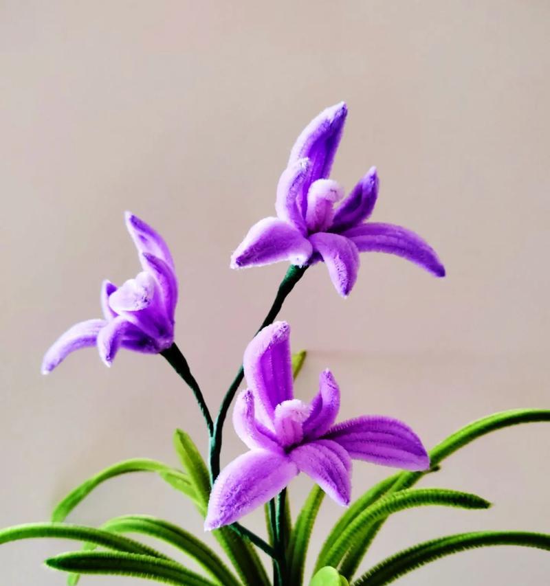 春兰花的花语有何寓意？