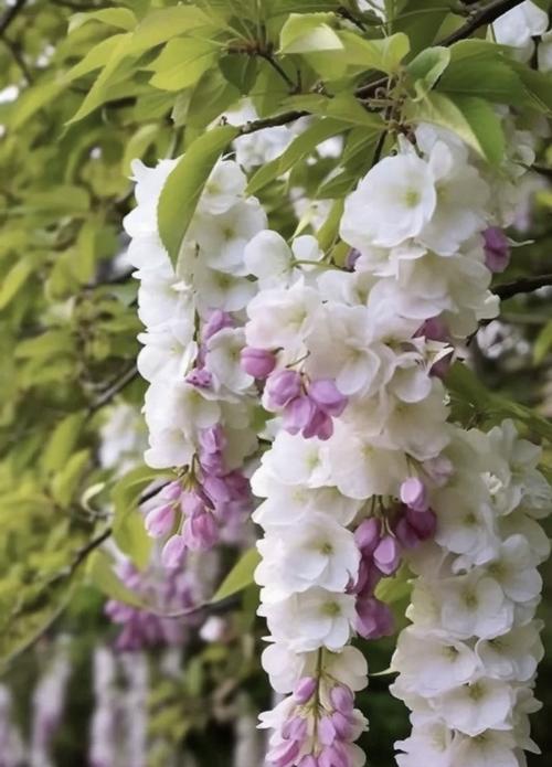 紫藤的花语有何特别含义？