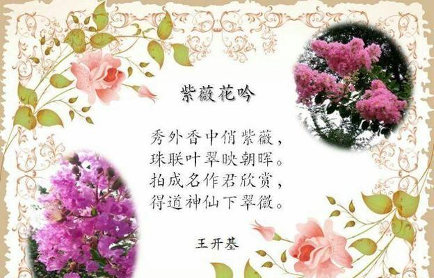 紫藤的花语有何特别含义？