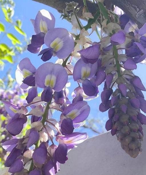 紫藤的花语有何特别含义？