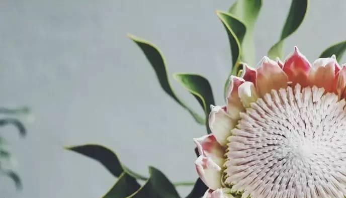 烈焰蒂亚花语是什么？如何表达爱意？