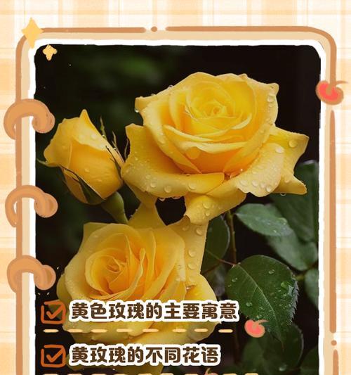 飞翔玫瑰花语代表什么？如何传递爱的信息？