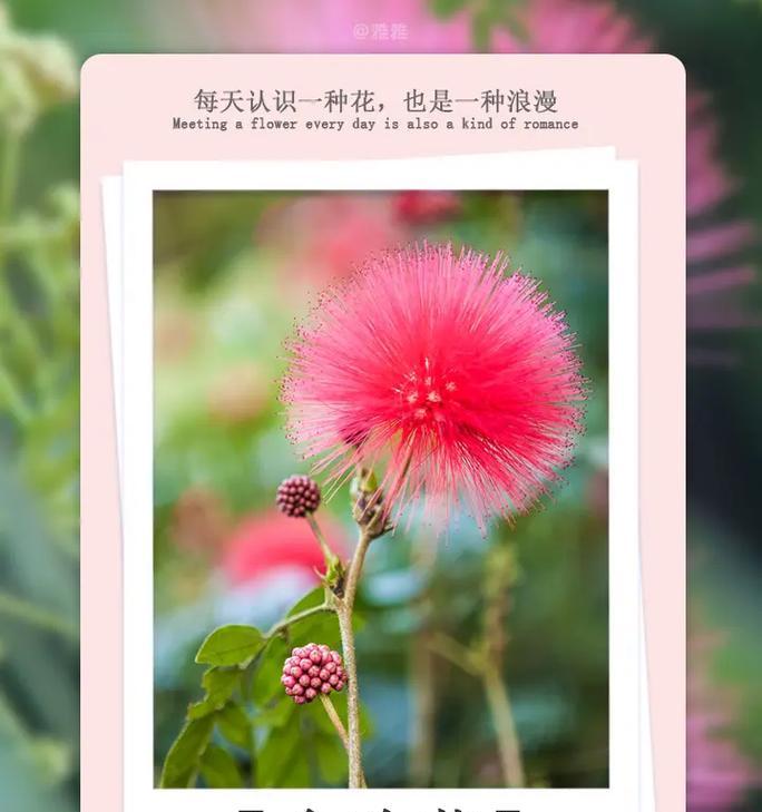 大绒球的花语是什么？如何用它来表达情感？