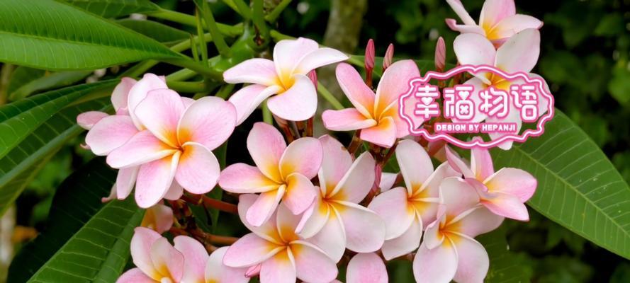 花语石的故事是什么？如何通过石头传递情感？