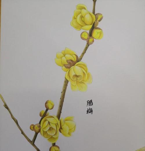 腊梅花语寓意是什么？如何用腊梅表达情感？