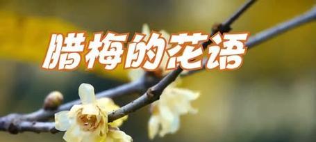 腊梅花语寓意是什么？如何用腊梅表达情感？