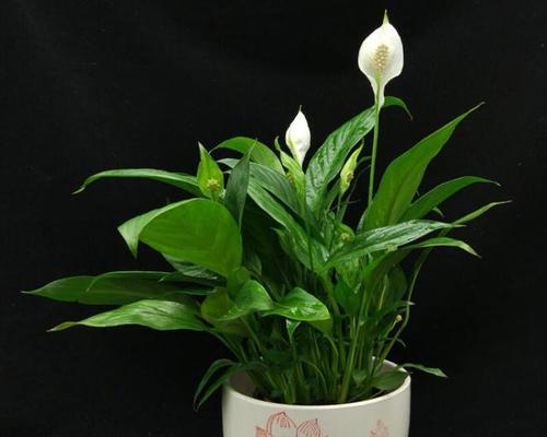 水培白掌花语是什么？如何用它来表达情感？