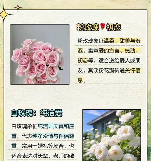 玫瑰品种花语有哪些？如何选择合适的玫瑰表达情感？