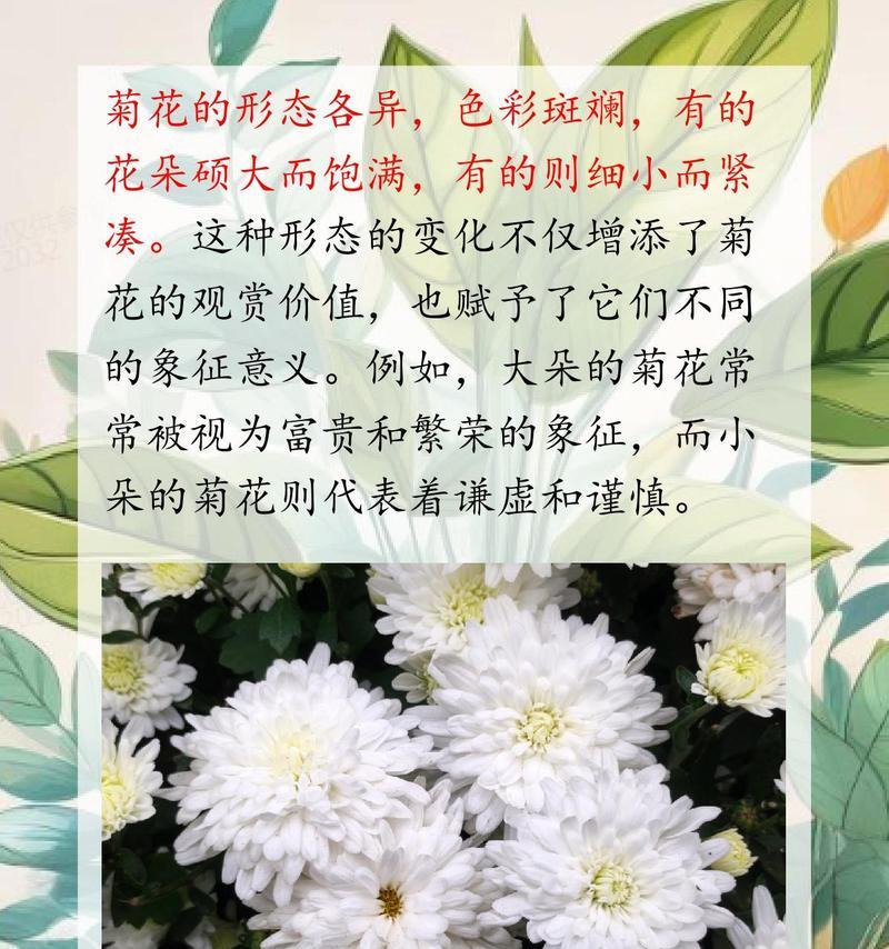 忠诚花语的花有哪些？如何用花表达忠诚？