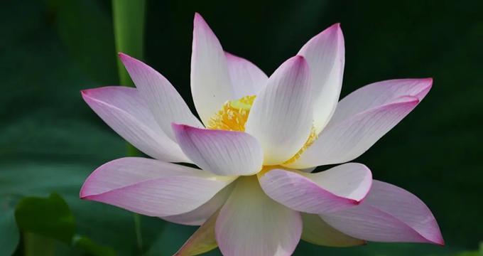 富贵紫竹花语是什么?如何用它来表达情感?