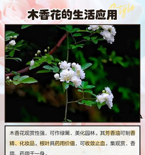 日本香兰花语是什么？如何用它来表达情感？