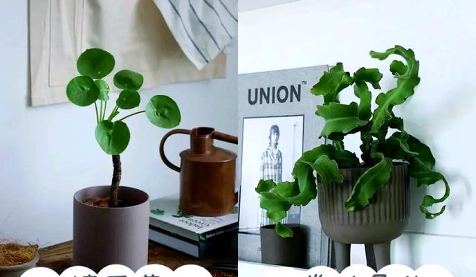 镜面草的花语是什么？如何用它来表达情感？