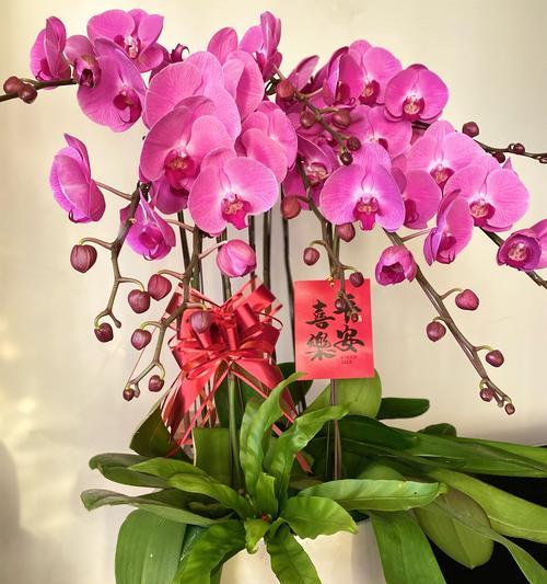 兰花语是什么？如何用兰花表达情感？