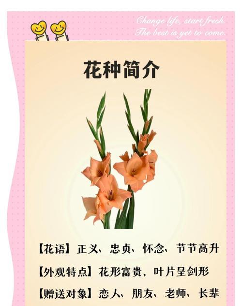 兰花语是什么？如何用兰花表达情感？