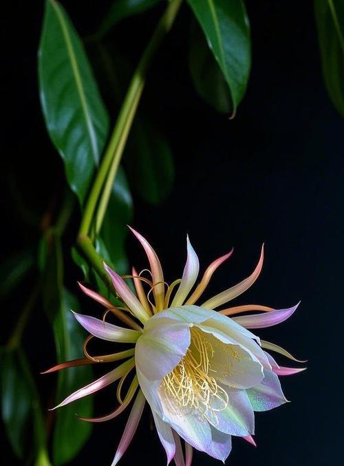 夜昙花的花语是什么？如何用它来表达情感？