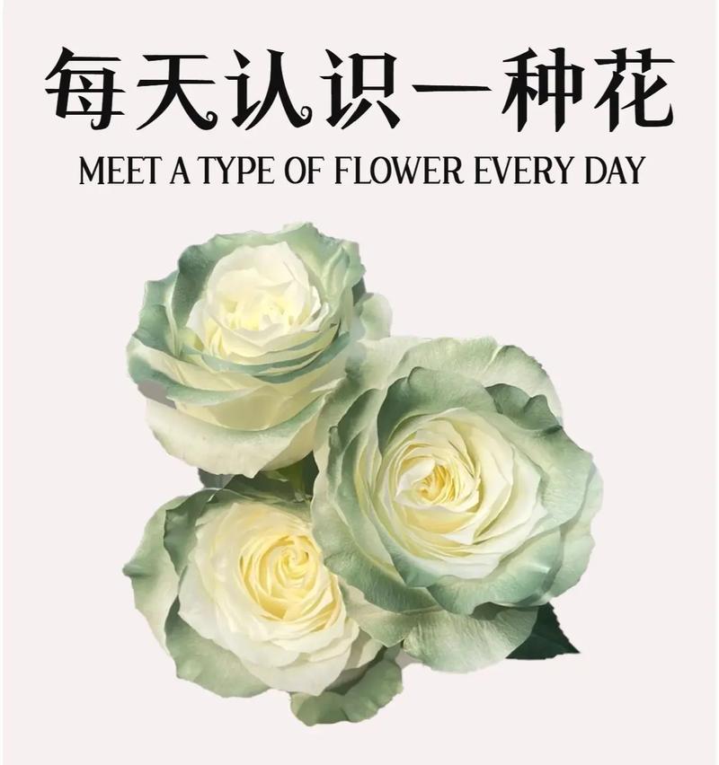 绿绿草的花语代表什么？它在花语中有什么寓意？