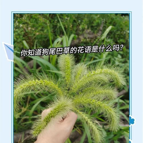 绿绿草的花语代表什么？它在花语中有什么寓意？